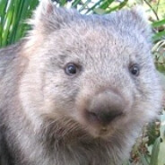 Wombling Wombat