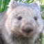 Wombling Wombat