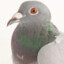 pidgedog