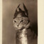 Hyperborean Cat