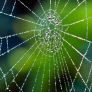 Wild_web