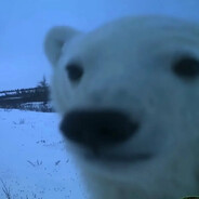 Dilbear