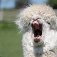 Mono Argentino | 2GBdeRam