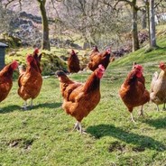 Free range chickens