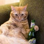 alcoholical cat