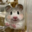 抗糖种子