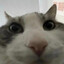 Ewaese