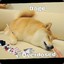 Overdose Doge