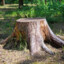 Stump