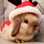 Avatar of rabbit
