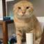 圆头耄耋