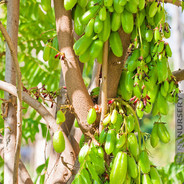 cucumber tree