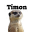 Timon