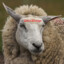 GosuSheep