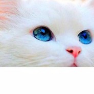 猫儿
