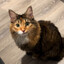 individual feline character avatar