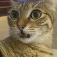 翻斗花园狙击手