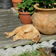 don't electrocute my prostate