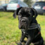 Cane Corso Marian