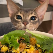 真他喵的头大啊