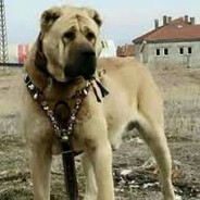 Özgür TAMGÖMER