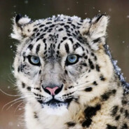 理塘の芝士雪豹