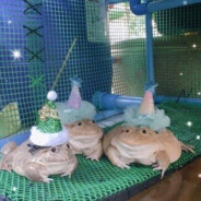 kokosyk - steam id 76561198958270968