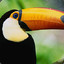 A Toucan