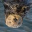 Otter Down Under