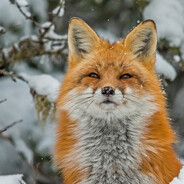 AngryFoX
