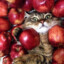 Котияблоки