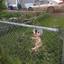 Fence Baby