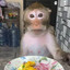 Ugly ass monkey eating food