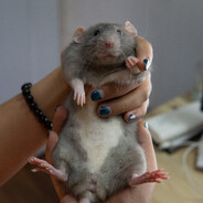 handelarabbit