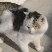 穿情趣内衣_做完美人妻