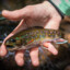 Brook Trout