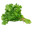 xX_FreshCilantro_Xx
