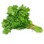 xX_FreshCilantro_Xx