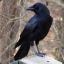 King Crow