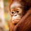 Save the Orangutans