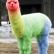 菊部地区大到暴血!!!!!