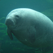 manatee.avi