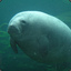 manatee.avi