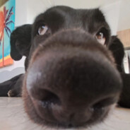 pito