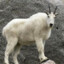 Yu Goat