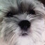 Rattenhund