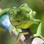lizard23