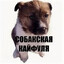 СобакскаяКайфуля