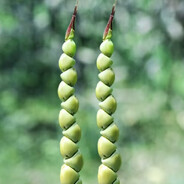 Dziki Kukurydz ze Szwagrem