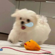 墨西哥仙人掌杀手